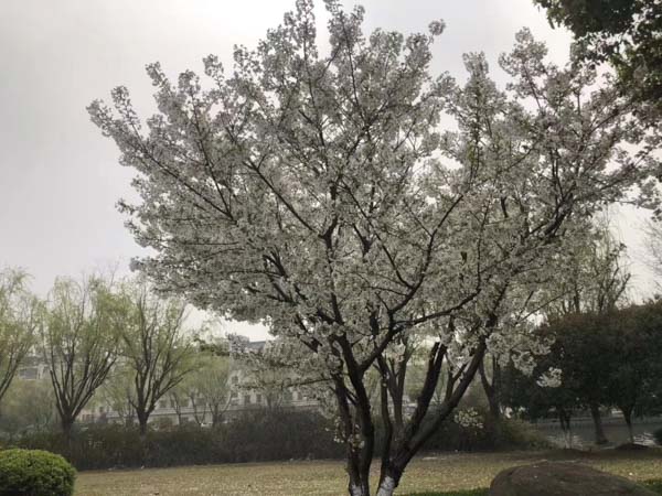 深圳撫養(yǎng)權(quán)糾紛律師為您介紹非婚生子女的撫養(yǎng)權(quán)歸屬
